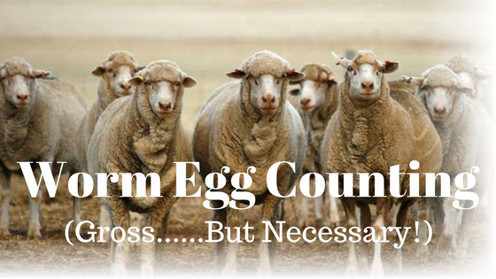 Worm Egg Counts - Why Should I Bother? Worm Egg Counts - Why Should I Bother?